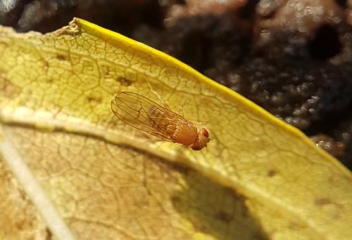 Drosophila immigrans